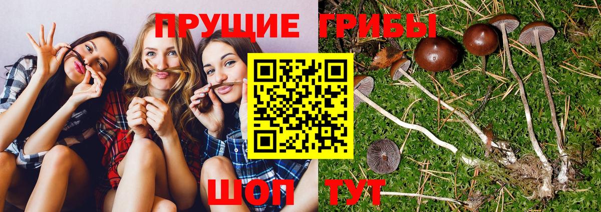 Ставрополь  Галлюциногенные грибы MAGIC MUSHROOMS  Вход с VPN  Галлюциногенные грибы мухоморы 